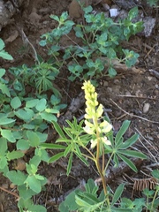 Lupinus angustiflorus