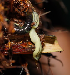 Fletchamia mediolineata