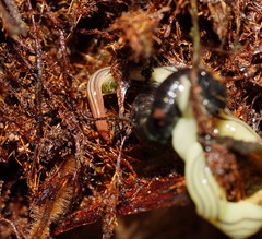 Fletchamia mediolineata