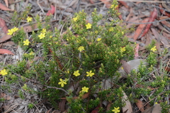 Hibbertia stricta