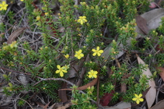 Hibbertia stricta