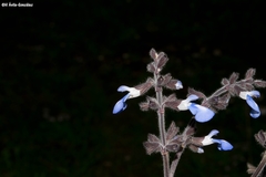 Salvia prunifolia