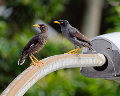 Acridotheres javanicus