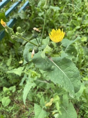 Sonchus oleraceus