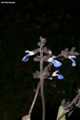Salvia prunifolia