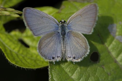 Plains Cupid