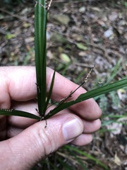 Cyperus tetraphyllus