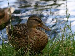 Anas platyrhynchos