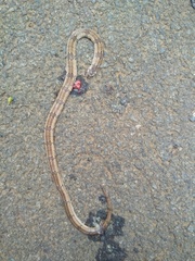 Oligodon taeniolatus