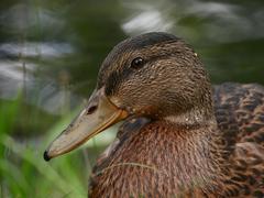 Anas platyrhynchos
