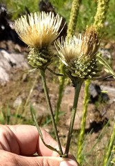 Cirsium remotifolium