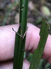 Cyperus tetraphyllus