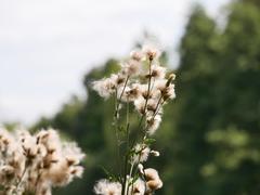 Cirsium arvense