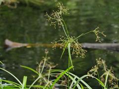 Scirpus sylvaticus
