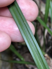 Cyperus tetraphyllus