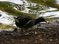 Gallinula chloropus