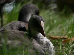 Fulica atra