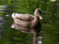 Anas platyrhynchos