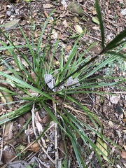 Cyperus tetraphyllus