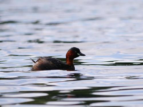 Zampullín común (Tachybaptus ruficollis)