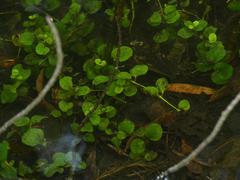 Lysimachia nummularia