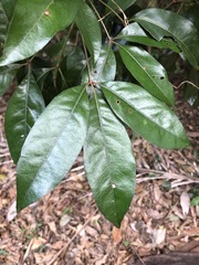 Heritiera trifoliolata