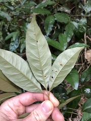 Heritiera trifoliolata