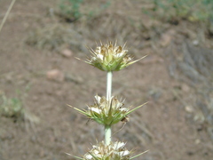 Morina persica