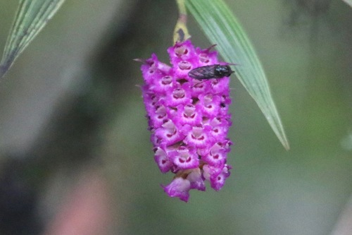 Elleanthus amethystinoides Garay