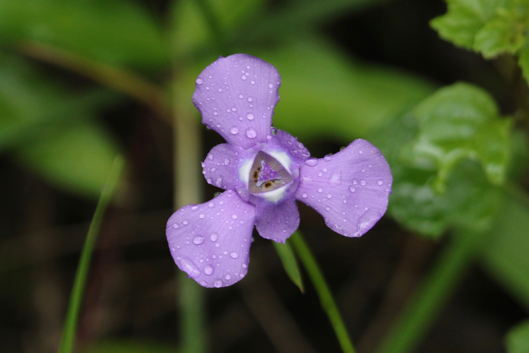 Ennealophus foliosus image