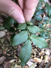 Derris involuta