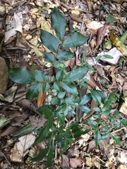 Derris involuta