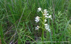Platanthera leucophaea
