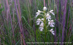 Platanthera leucophaea