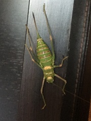 Steropleurus pseudolus