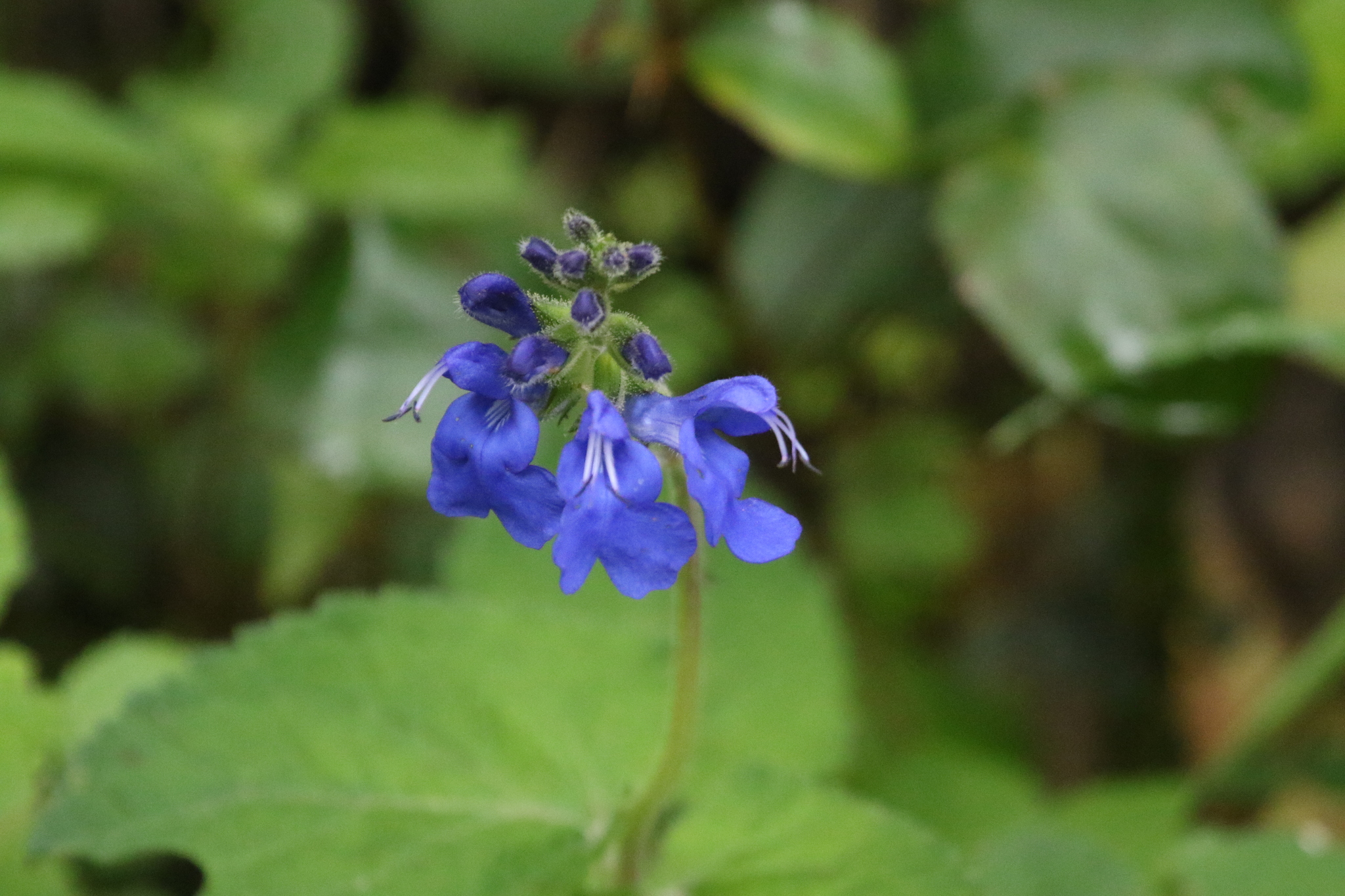 Salvia scutellarioides image