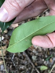 Olea paniculata