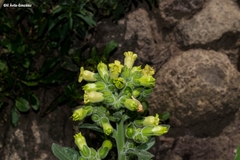 Nicotiana rustica