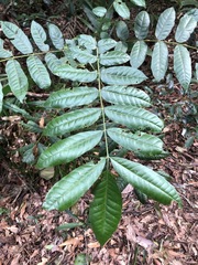 Dysoxylum