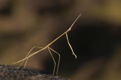 Schizocephala bicornis