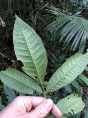 Dysoxylum