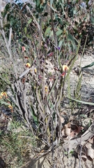 Bossiaea scolopendria