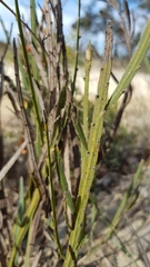Bossiaea scolopendria