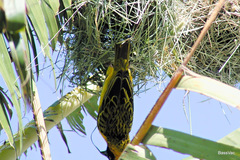 Ploceus spekei