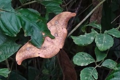 Antheraea frithi