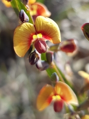 Bossiaea scolopendria