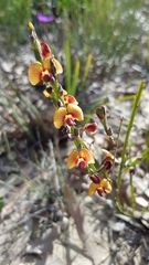 Bossiaea scolopendria