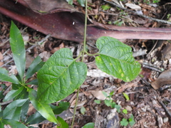 Parsonsia fulva