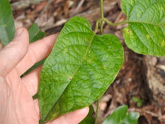 Parsonsia fulva