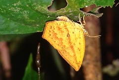 Tetragonus catamitus